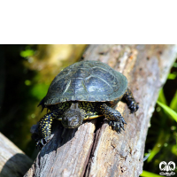 خانواده لاکپشت های برکه ای Emydidae